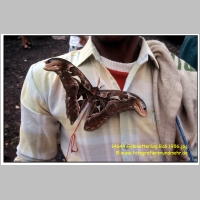 14644 Schmetterling Bali 1986.jpg